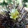 Copiapoa marginata