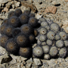 Copiapoa serpentisulcata (G) et Copiapoa cinerascens (D)