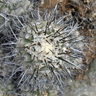 Copiapoa humilis ssp australis