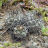 Copiapoa humilis ssp australis