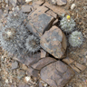 Copiapoa humilis ssp australis