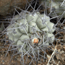 Copiapoa humilis ssp australis