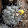 Copiapoa humilis ssp australis