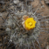 Copiapoa humilis ssp australis