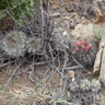 Copiapoa humilis ssp australis