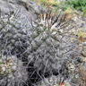 Copiapoa humilis ssp australis